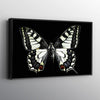 Black And White Butterfly Canvas Set - FanaticPrintz